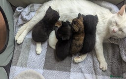 Mixed Breed cats for sale: Mixed coloured beautiful kittens 3 girls 3 boys  - Image 5