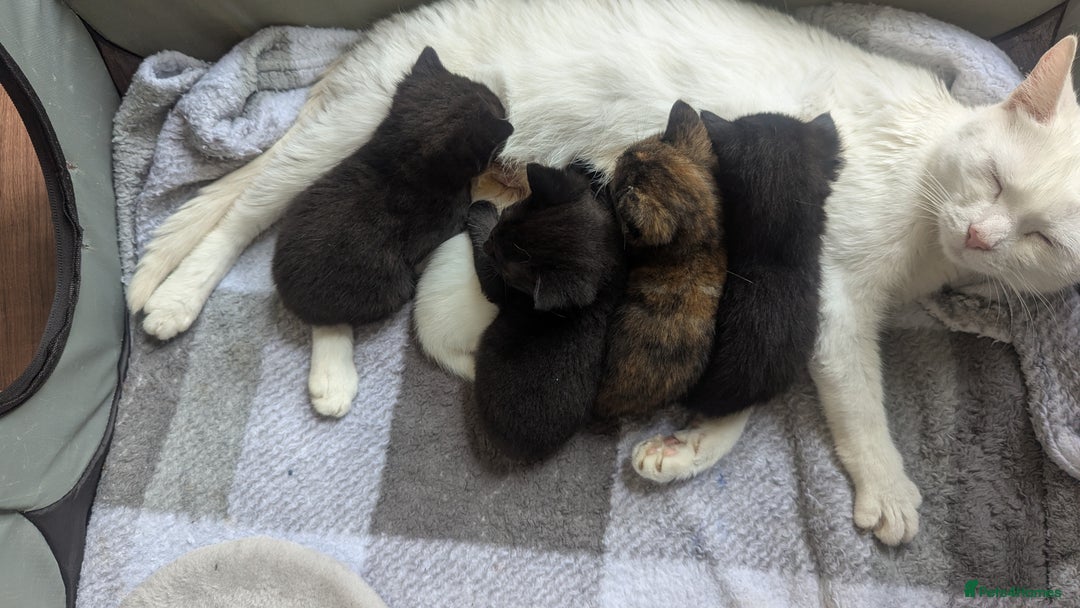 Mixed Breed cats for sale: Mixed coloured beautiful kittens 3 girls 3 boys  - Image 5