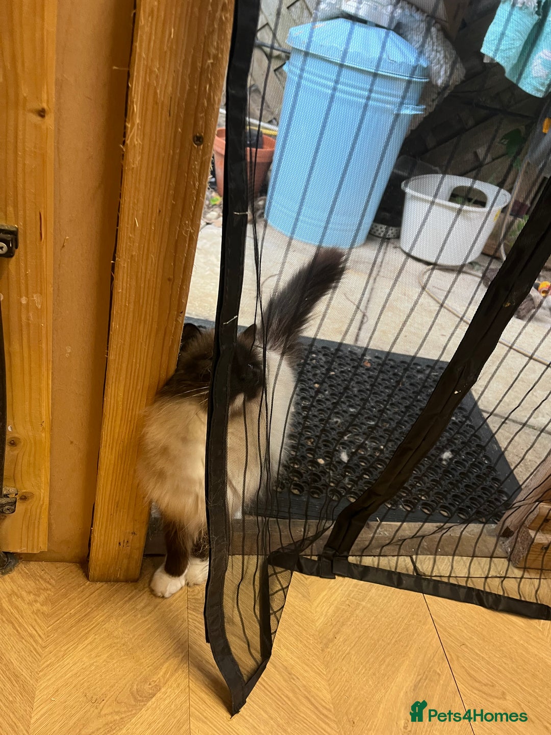 Birman cats for sale: Seal Point Birman Male! - Image 2