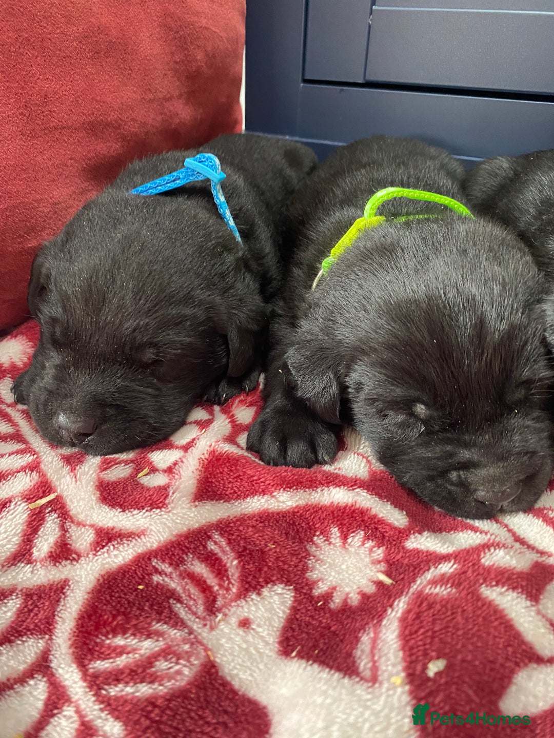 Labrador Retriever dogs for sale: KC Registered working Labrador puppies - Image 7