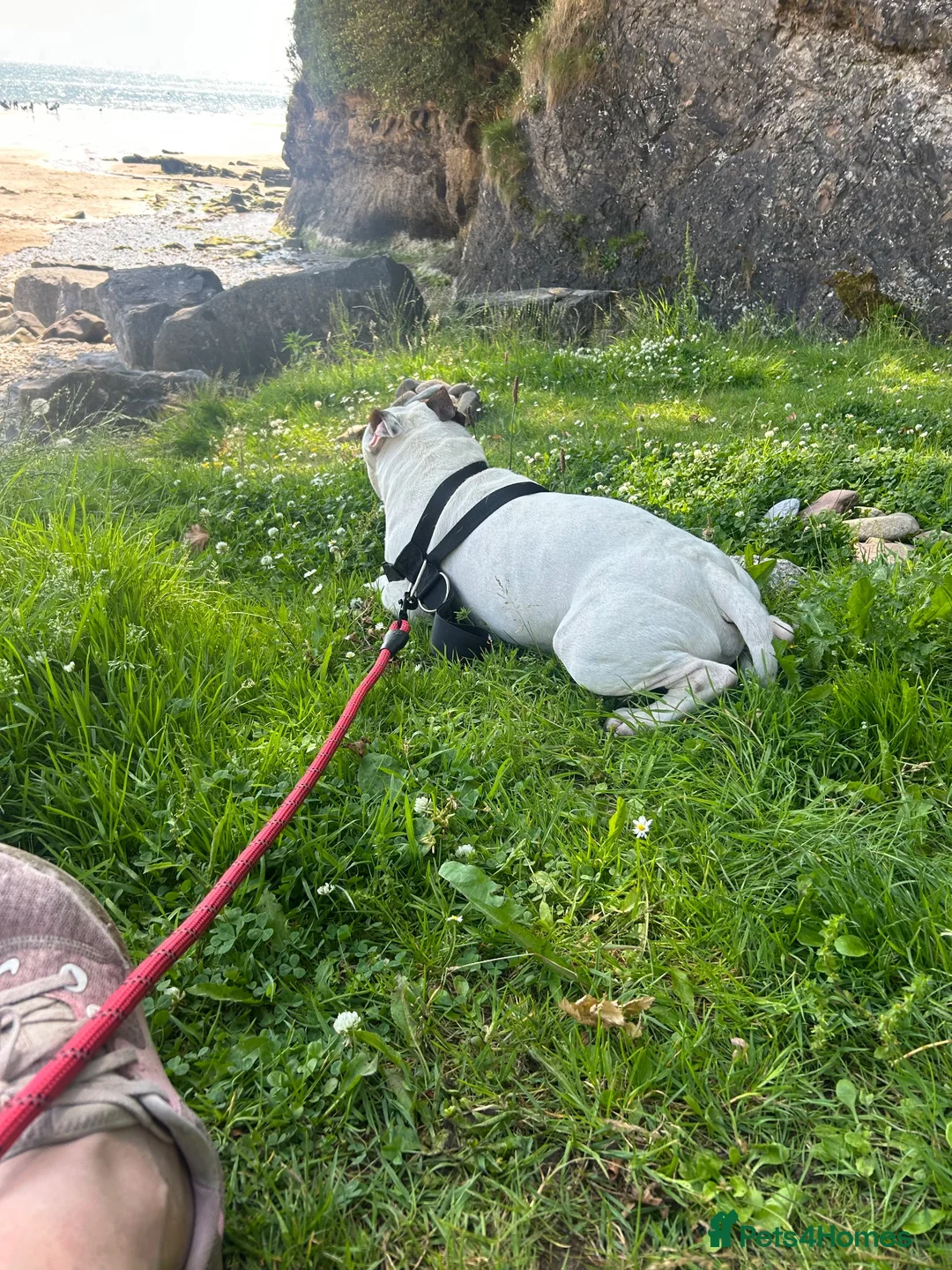 Mixed Breed dogs for sale: 3 chunky staffy crosses  - Advert 2