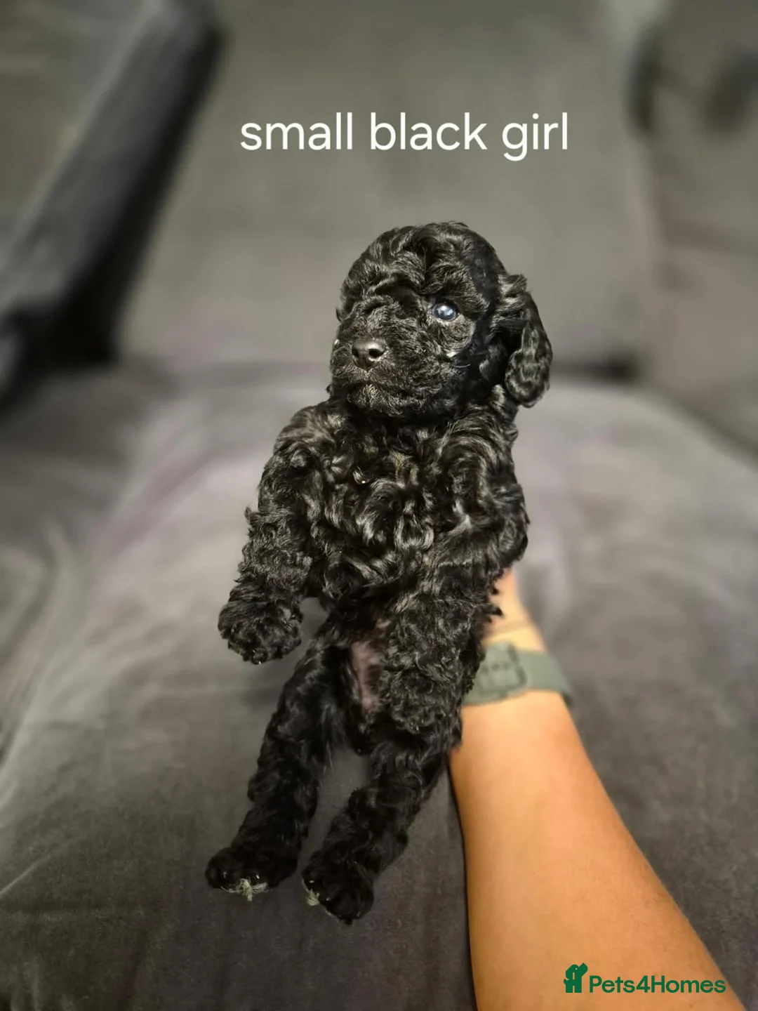 Cavapoo dogs for sale: Beautiful litter of Cavapoo puppies in Newton Aycliffe - Advert 2