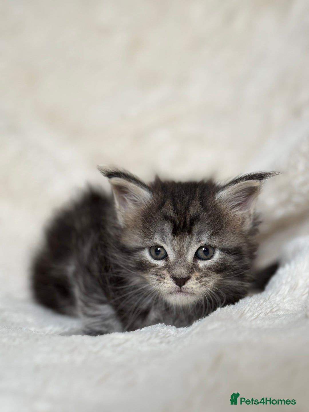 Maine Coon cats for sale: KING-SIZE MAINE COON CUBS HEALTH TESTED - Image 10