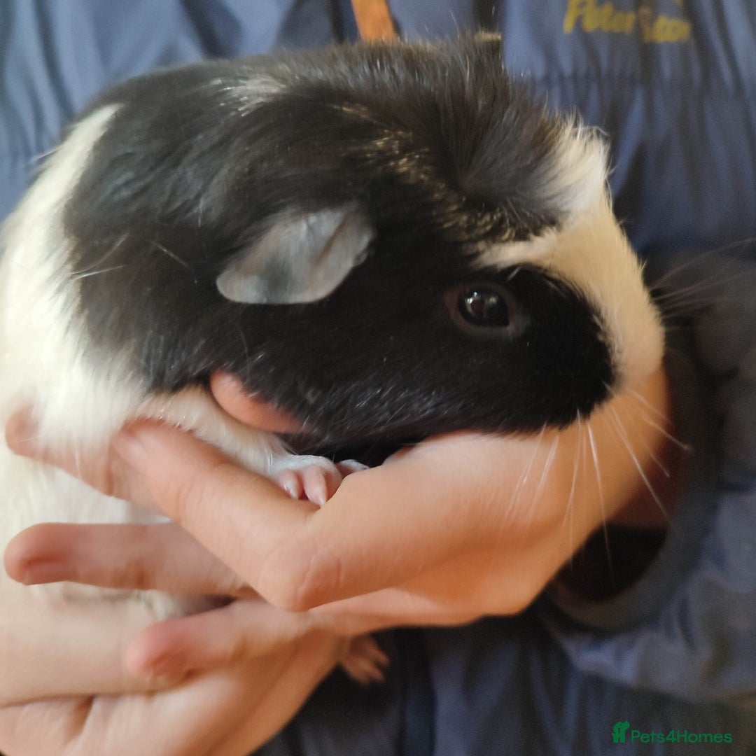 Guinea Pig rodents for sale: Guinea pigs for sale  - Advert 14