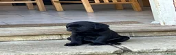 Labrador Retriever dogs for sale: Kennel Club Black Labrador Puppies - Advert 3