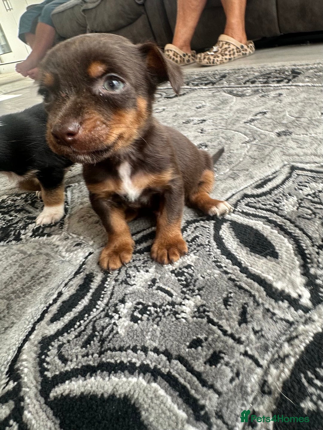 Jack Russell dogs for sale: 4. Beautiful Jack Russell. Pups - Image 12