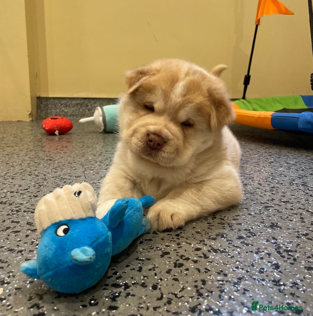 Mixed Breed dogs for sale: Genuine Chowski puppies  - Image 4