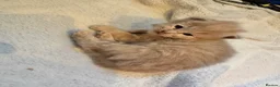Maine Coon cats for sale: MAGICAL MAINE COON KITTENS - Advert 12