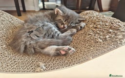 Maine Coon cats for sale: Maine Coon kittens  - Image 8