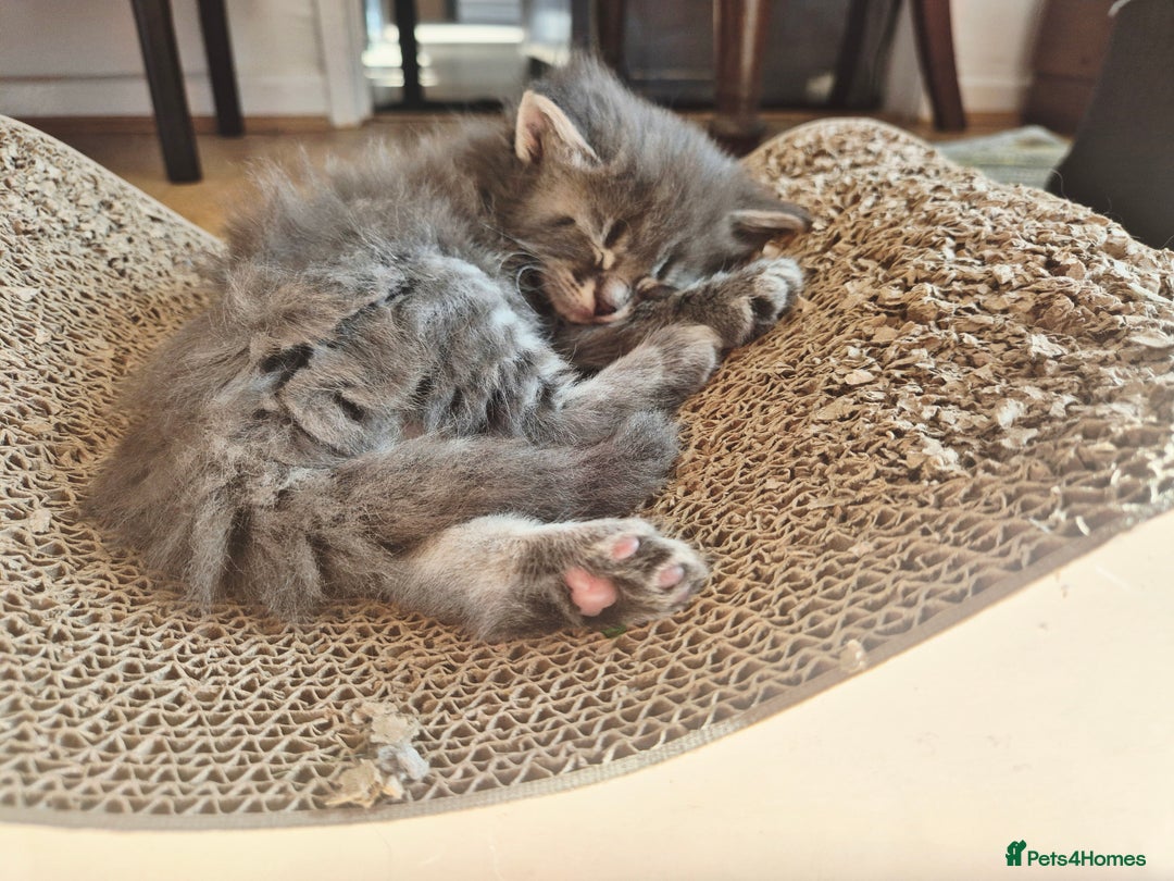 Maine Coon cats for sale: Maine Coon kittens  - Image 8