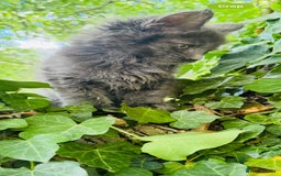 Maine Coon cats for sale: Stunning Pure Breed Maine Coon Kittens  - Image 9