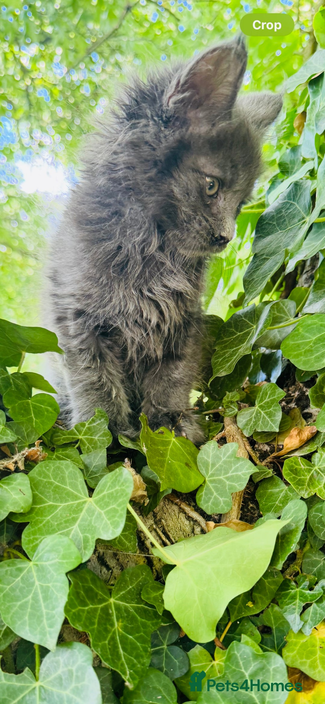 Maine Coon cats for sale: Stunning Pure Breed Maine Coon Kittens  - Image 9