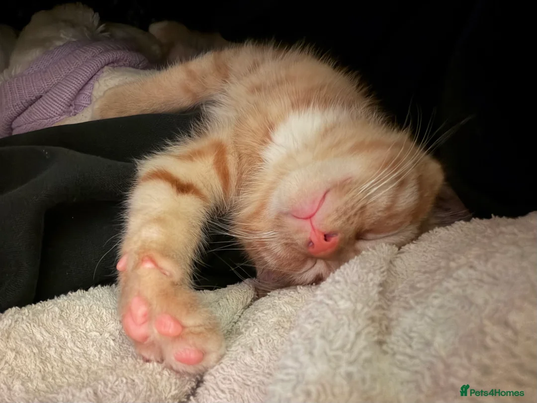 Mixed Breed cats for sale: Gorgeous Ginger Kitten - Advert 7