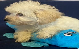 Mixed Breed dogs for sale: Beautiful Shihpoo cross maltese puppies - Image 8