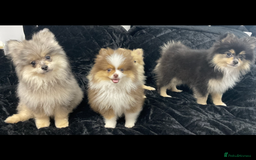 Pomeranian dogs for sale: Beautiful pom puppies -fully vaccinated  - Image 18