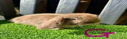 Mini Lop rabbits for sale: 💙🩷 Stunning Mini Lop Babies 🩷💙 - Advert 13