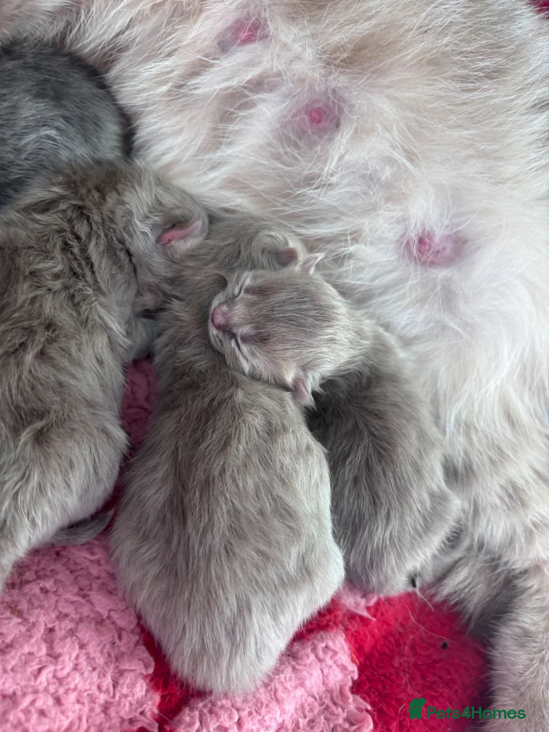 British Shorthair cats for sale: Beautiful Litter of 6 Kittens Born Monday 8th 🐾 in Eastbourne - Advert 2