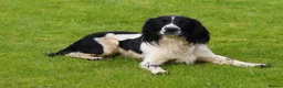 English Springer Spaniel dogs for sale: Beautiful English Springer Spaniel Puppies - Advert 6