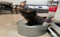 Mixed Breed cats for sale: Russian blu mix  - Image 8