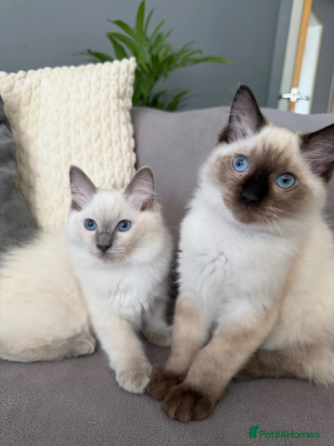 Ragdoll cats for sale: Beautiful Pedigree Ragdoll Kittens Ready now GCCF - Advert 2