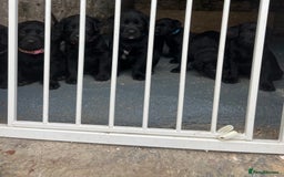 Mixed Breed dogs for sale: 3/4 lab 1/4 collie puppies  in Whitby - Image 1