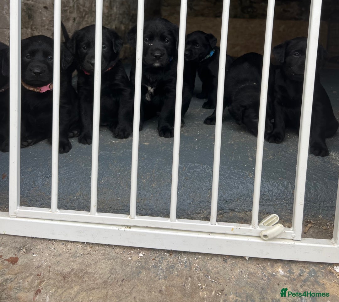 Mixed Breed dogs for sale: 3/4 lab 1/4 collie puppies  in Whitby - Image 1
