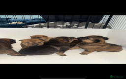 Mixed Breed dogs for sale: shar pei puppys - Image 5