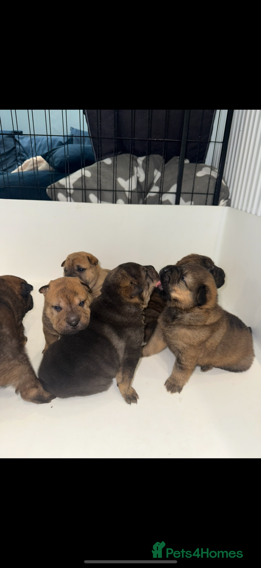 Mixed Breed dogs for sale: shar pei puppys - Image 5