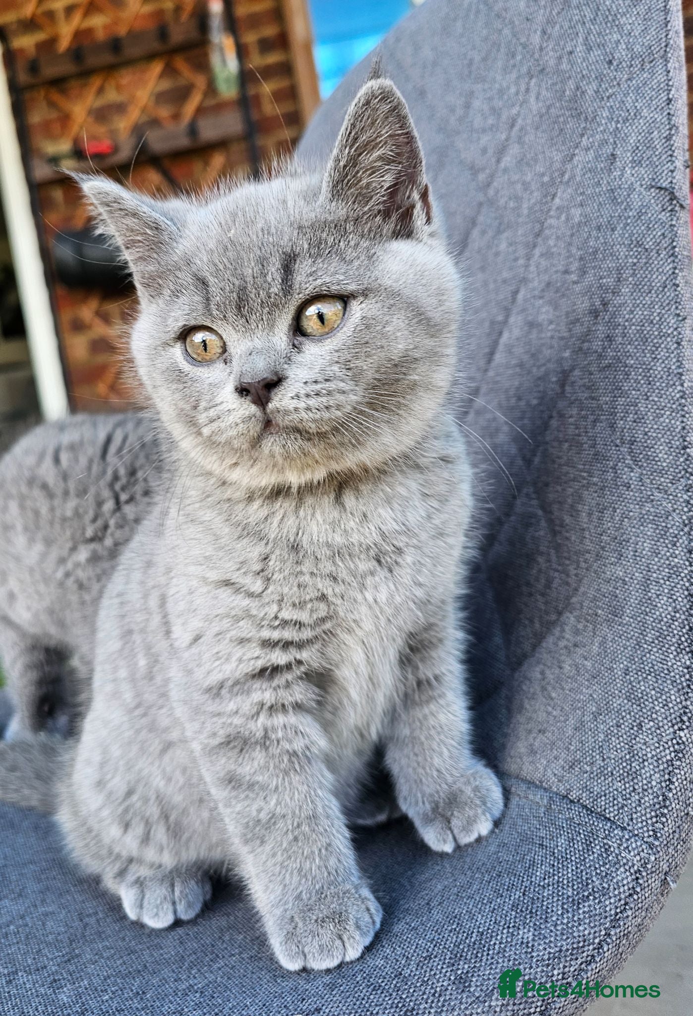 British Shorthair cats British Shorthair  - Advert 10