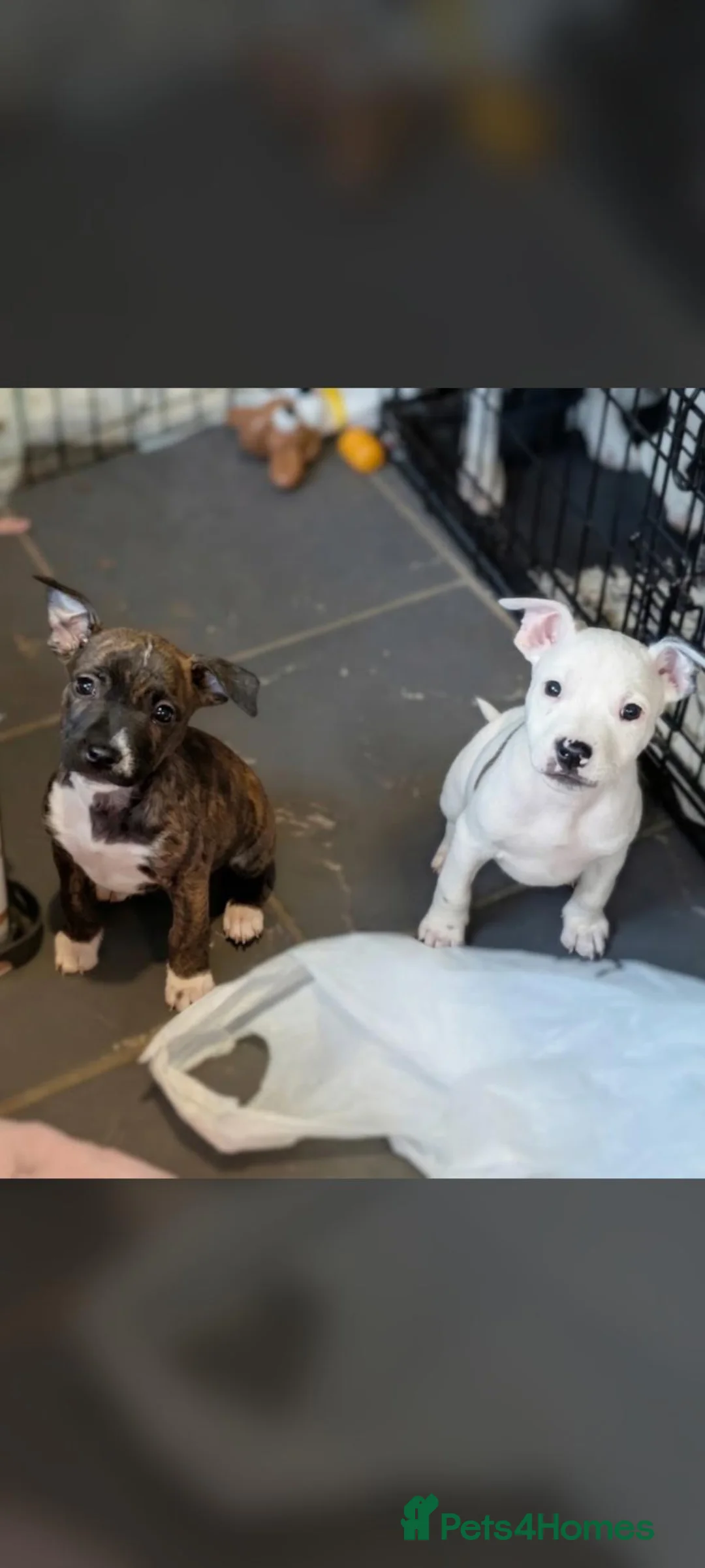 Mixed Breed dogs for sale: **READY NOW**8 staffyxEnglish bull terrier puppies - Advert 2