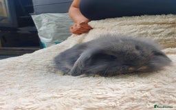 Lionhead rabbits for sale: Lion Lop Bunnies  - Image 1