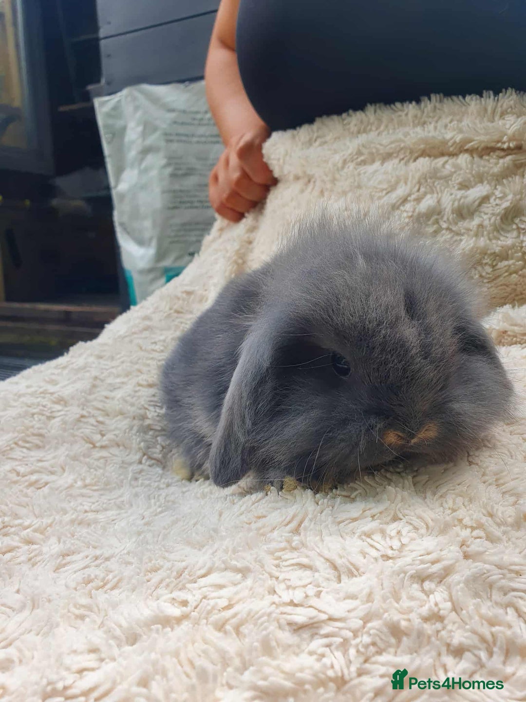 Lionhead rabbits for sale: Lion Lop Bunnies  - Image 1