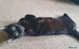 British Shorthair cats for sale: All Black Male Indoor Cat - Image 3