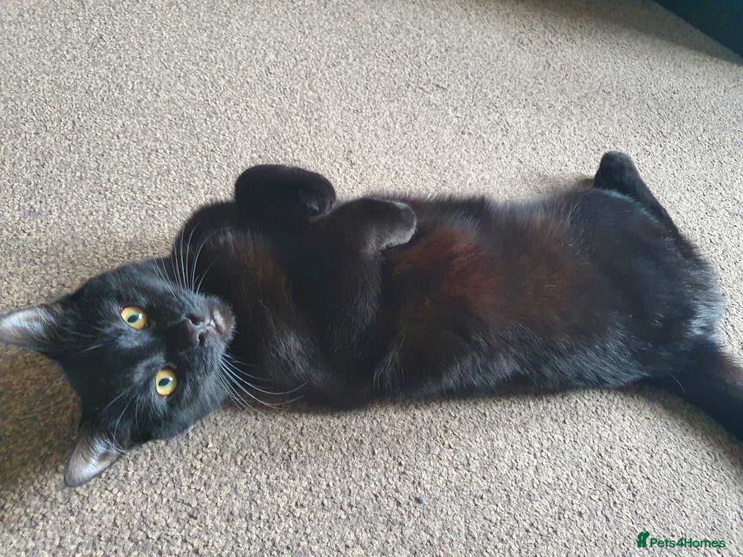British Shorthair cats for sale: All Black Male Indoor Cat - Image 3