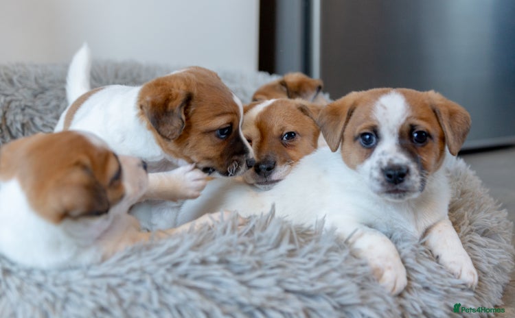 Jack Russell dogs - Advert 6