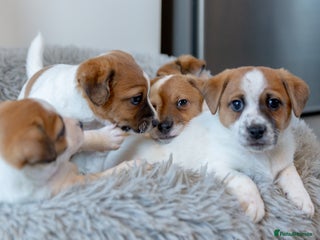 Jack Russell dogs - Advert 7