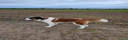 Saint Bernard dogs for stud: Saint Bernard Stud KC registered  in Stanley - Advert 5
