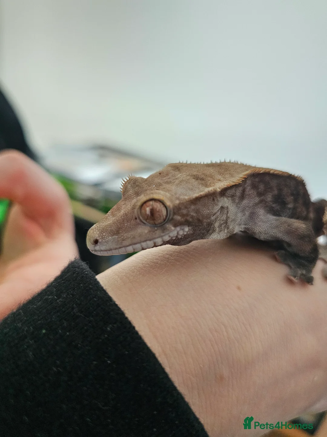 Gecko reptiles for sale: Cappuccino male crested gecko - Advert 2