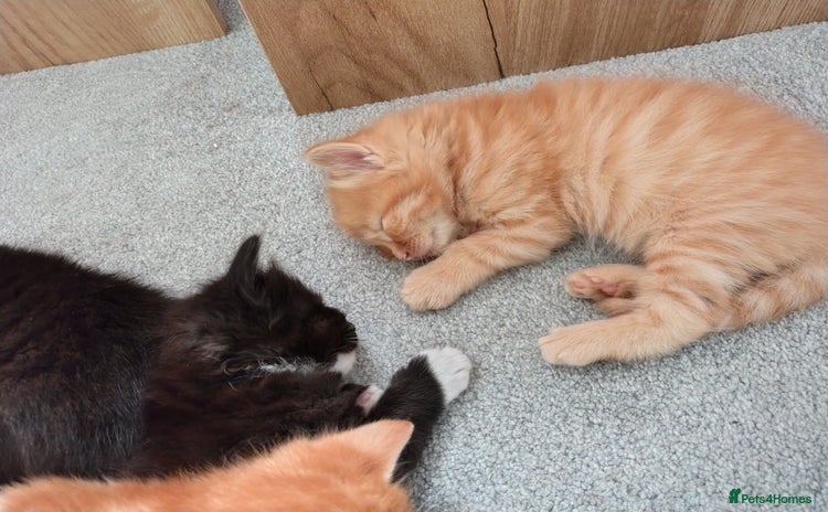 Mixed Breed cats - Advert 3