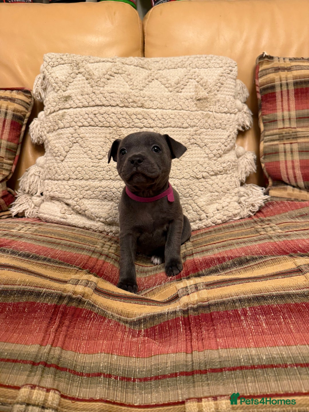 Staffordshire Bull Terrier dogs for sale: KC Registered/Health Tested Blue SBT Puppies - Advert 16