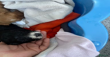 Cavapoo dogs - Advert 1