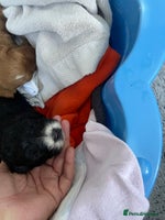 Cavapoo dogs - Advert 16