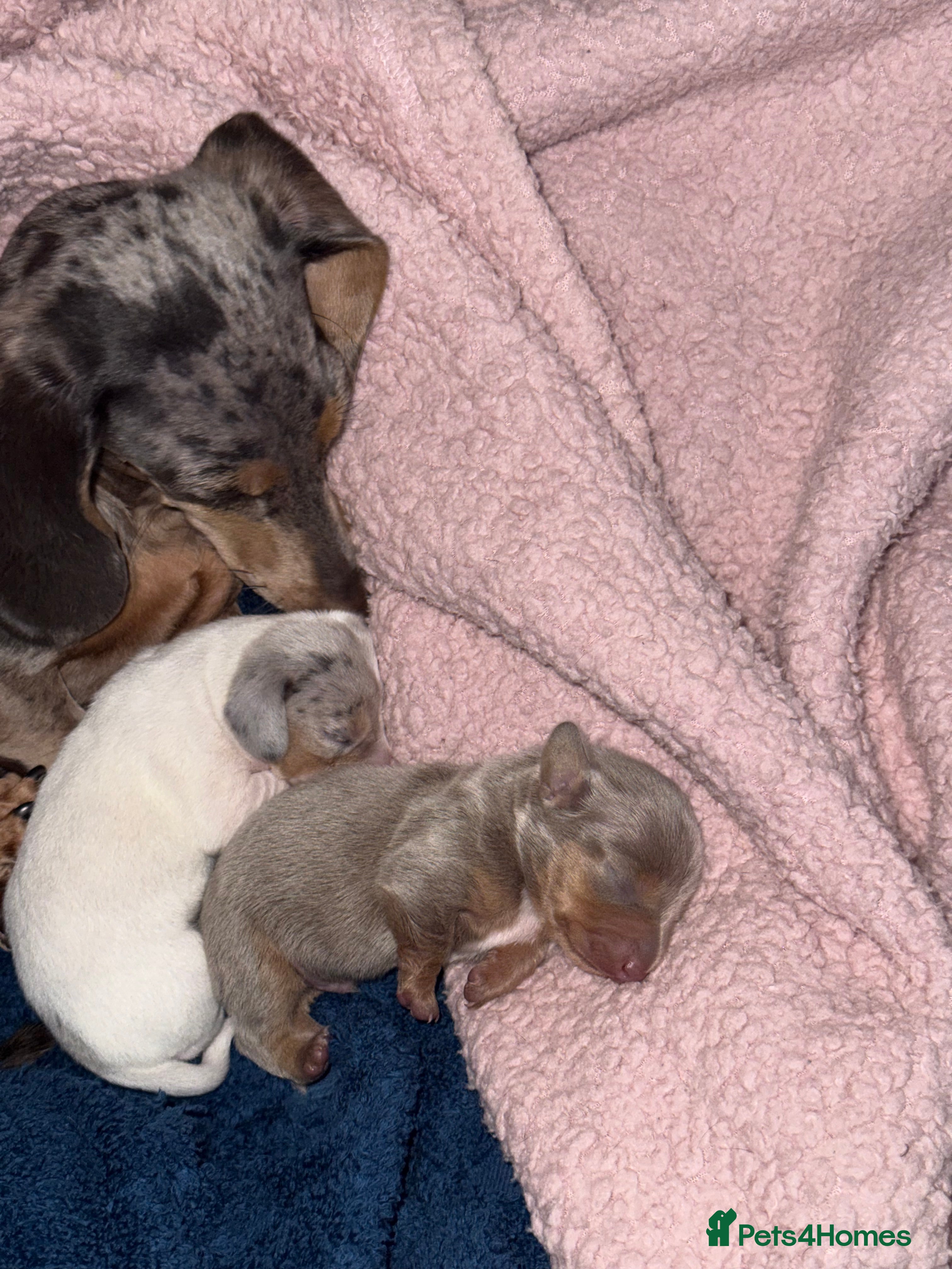 Miniature Dachshund dogs Miniature Dachshund Pups - Advert 15