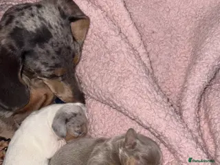 Miniature Dachshund dogs Miniature Dachshund Pups - Advert 15