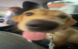 Labrador Retriever dogs for sale: Labrador for sale - Image 7