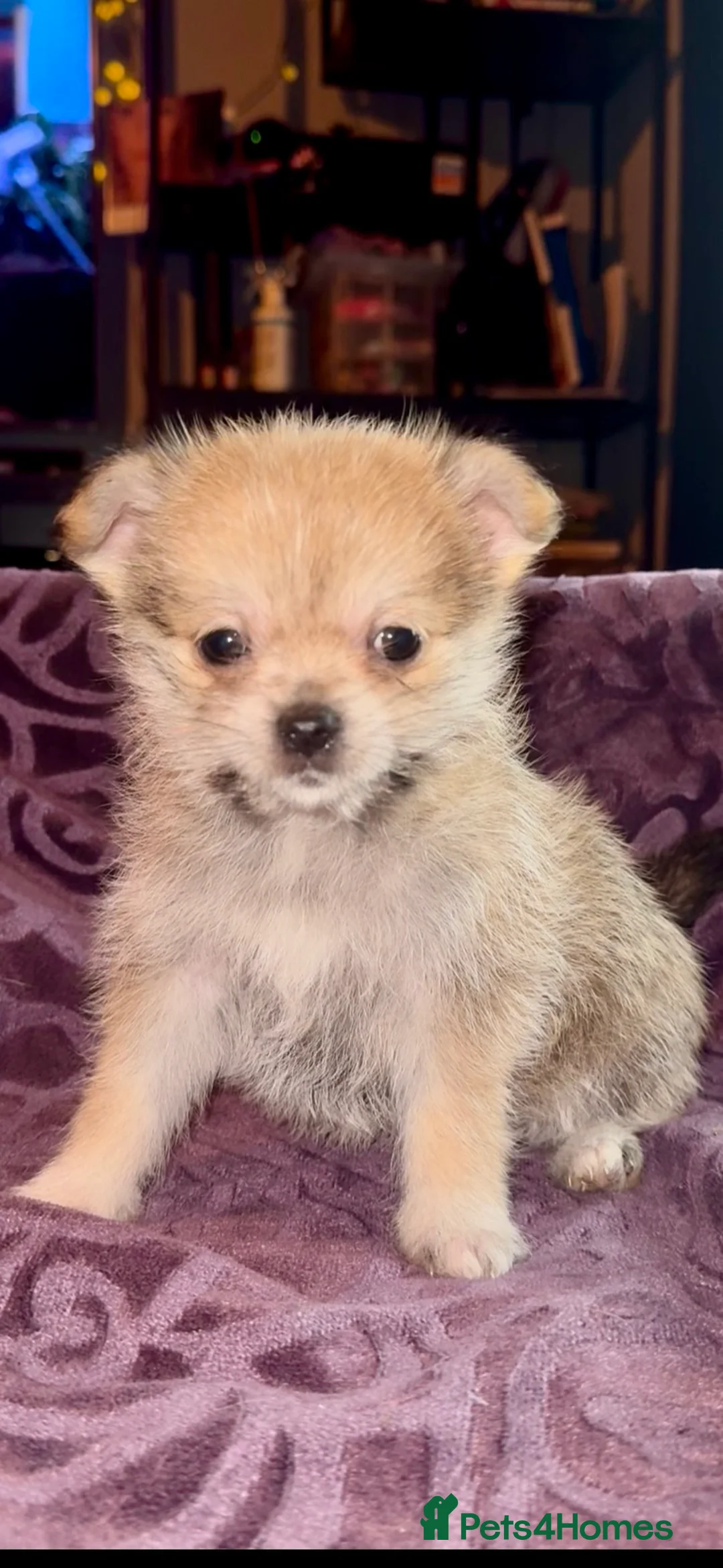 Mixed Breed dogs for sale: Maltipoo babies ready now..  - Advert 7