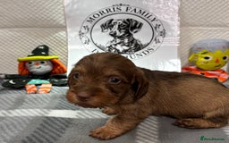Miniature Dachshund dogs for sale: Stunning miniature wire haired dachshunds  - Image 18