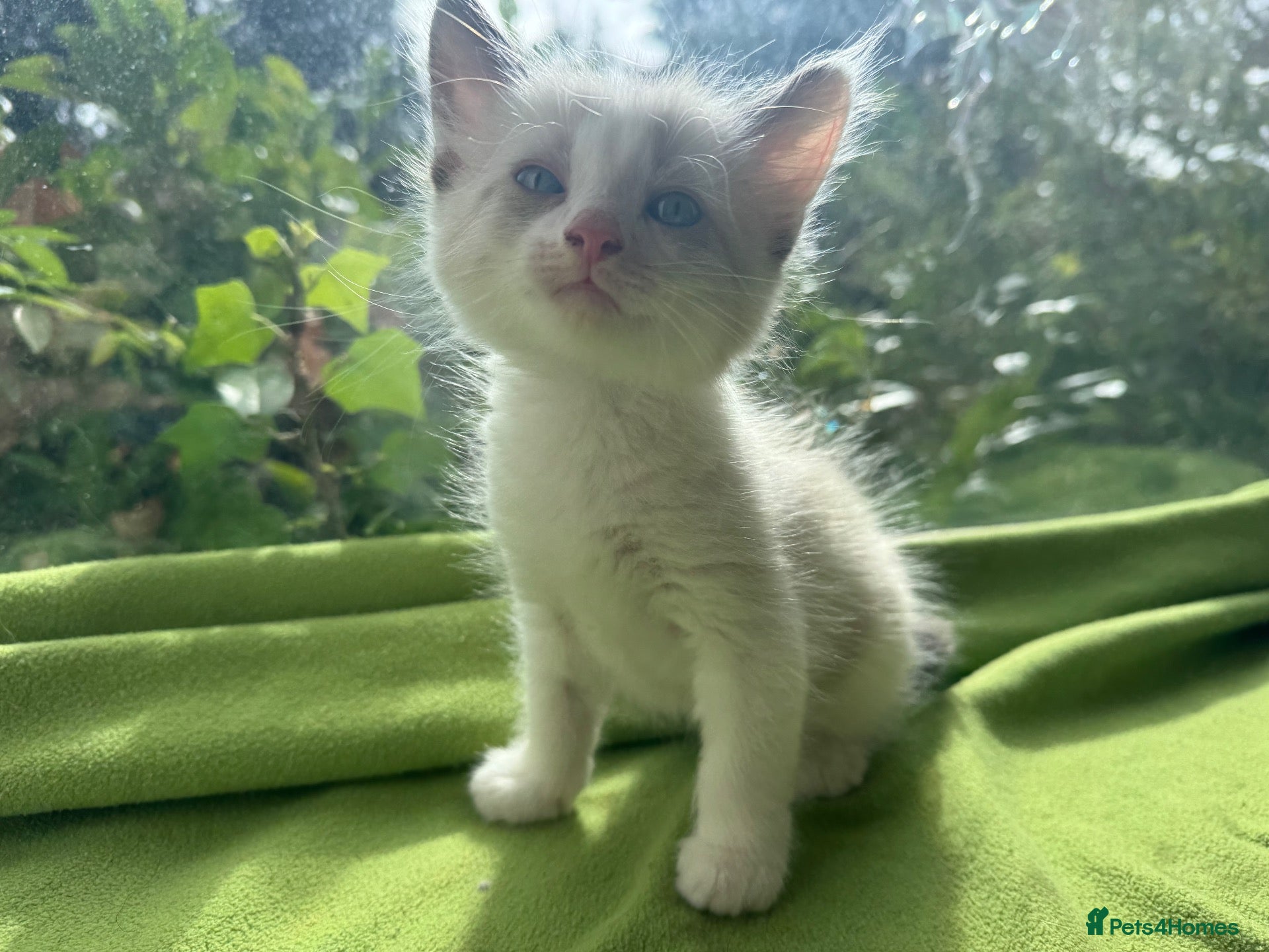 Ragdoll cats Beautiful Ragdoll Kittens :)  - Advert 5