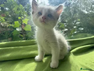 Ragdoll cats Beautiful Ragdoll Kittens :)+chip,food,healthCard - Advert 14