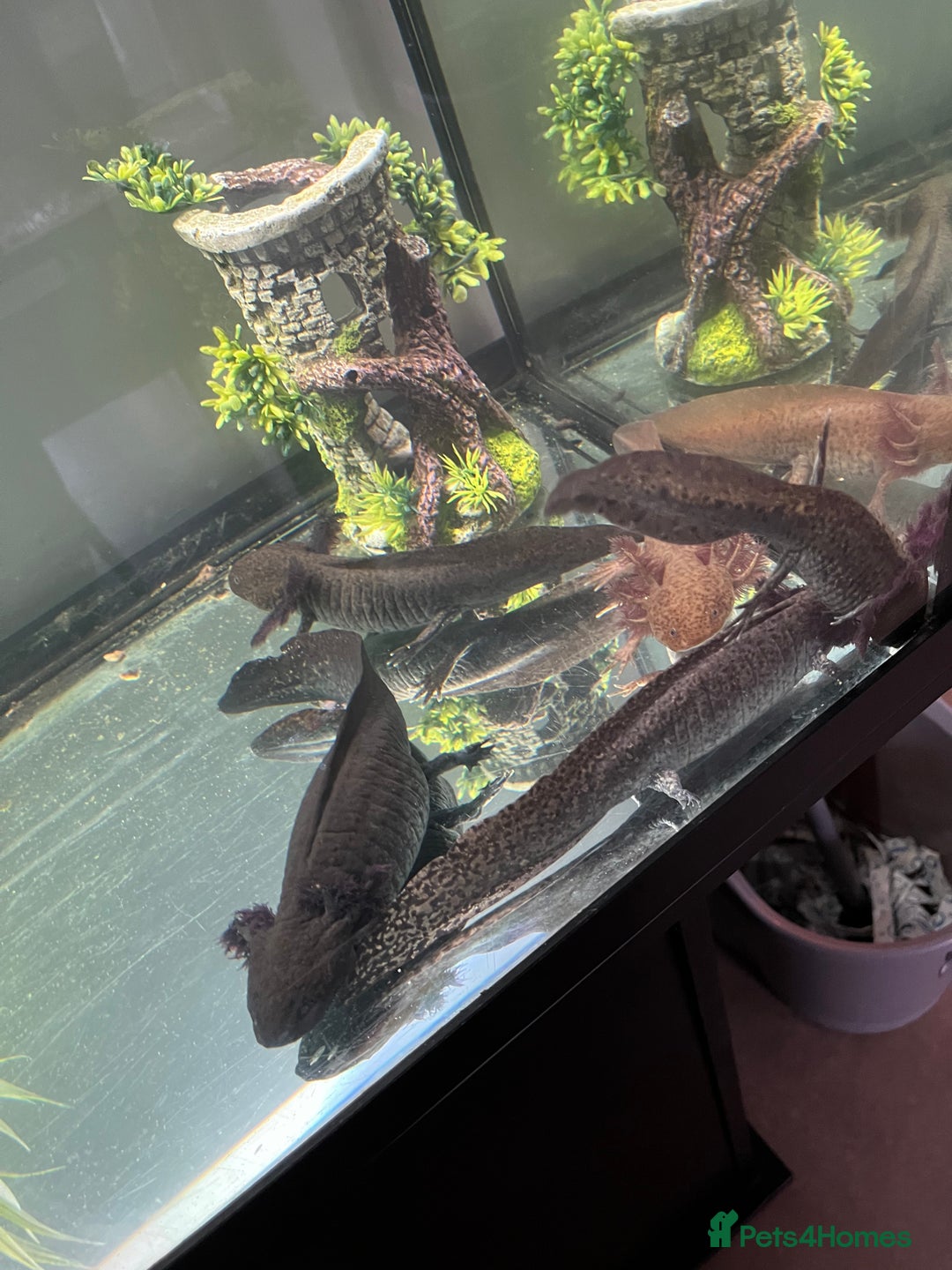 Axolotl reptiles for sale: Axolotls - Image 4